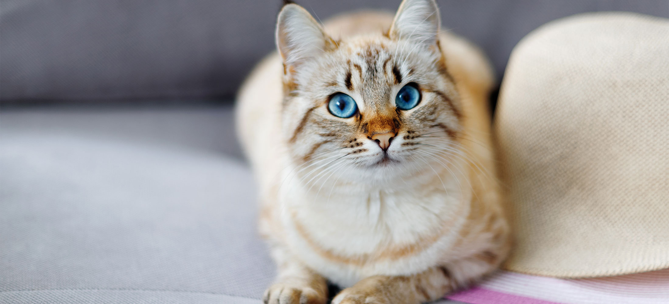 Dog & Cat Surgery at Pet Townsend Veterinary Clinic