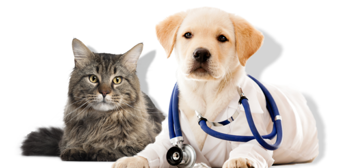 our-veterinarian-feat-2-1-1024x337-1.png