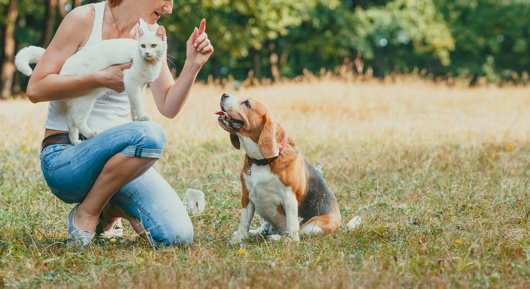 Related Links Pet Townsend Veterinary Clinic