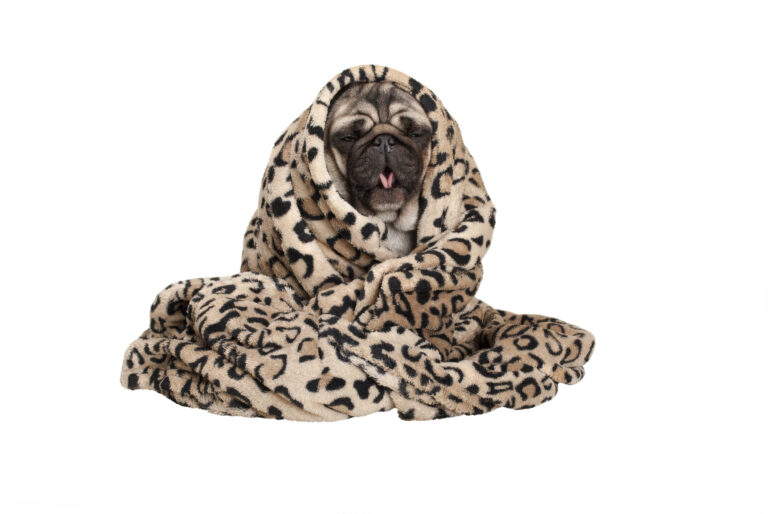 Why is Your Dog Coughing? What to do When Your Dog Has a Cough Pet