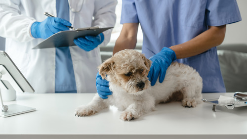 vet-performing-physical-exam-on-dog
