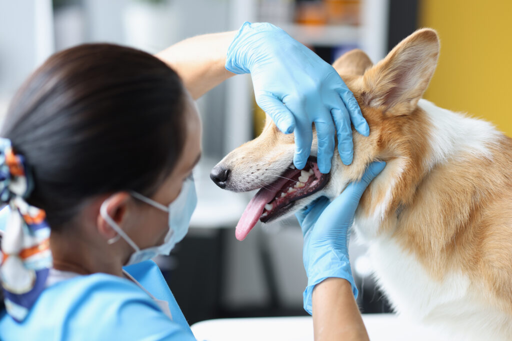 what is dental disease in dogs