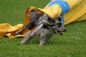 dog-running-out-of-agility-tunnel