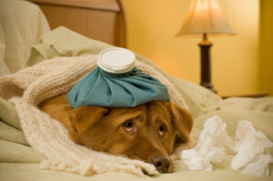 dog-laying-on-couch-with-ice-pack-on-his-head-surrounded-by-tissues