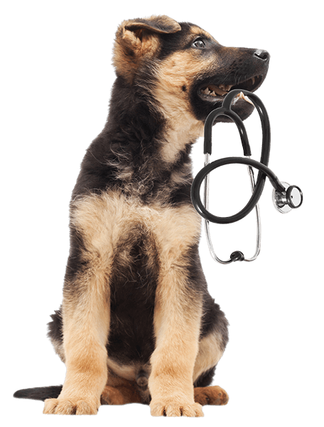 brown and black puppy holding stethoscope facing the right