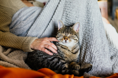 cat-sleeping-next-to-owner-with-blanket-on-the-couch