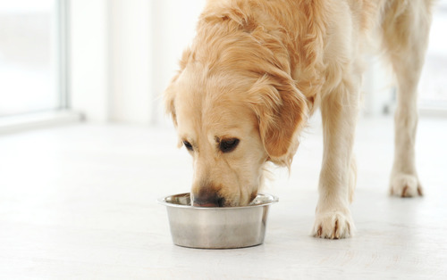 golden-retriever-drinking-water-from-bowl-on-the-floor