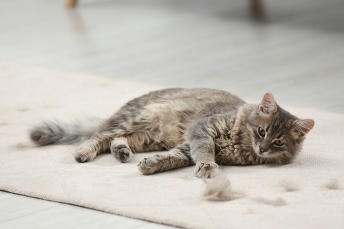 cat-laying-on-rug-surrounded-by-piles-of-shed-fur