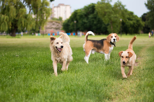 three-dogs-playing-in-a-park-one-beagle-and-two-mixed-breed-dogs