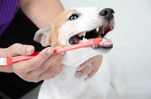 female-pet-owner-brushing-dog's-teeth