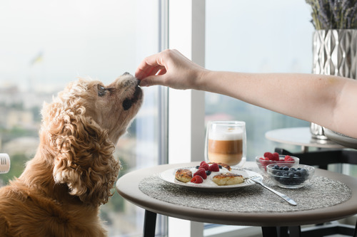female owner feeding dog a blueberry from her breakfast plate
