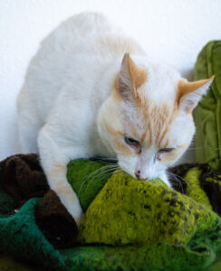 white and tan cat kneading a green blanket