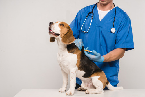 male vet microchipping beagle dog