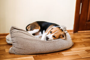 sick beagle dog laying in a dog bed at home