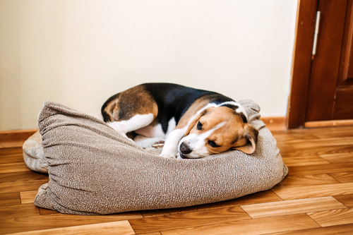 sick beagle dog laying in a dog bed at home