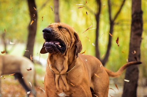 Fila Brasileiro dog sneezing as leaves fall in a forest