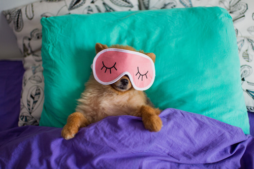 pomeranian dog in a sleep mask is laying on its back on pillows under the blankets in a bed