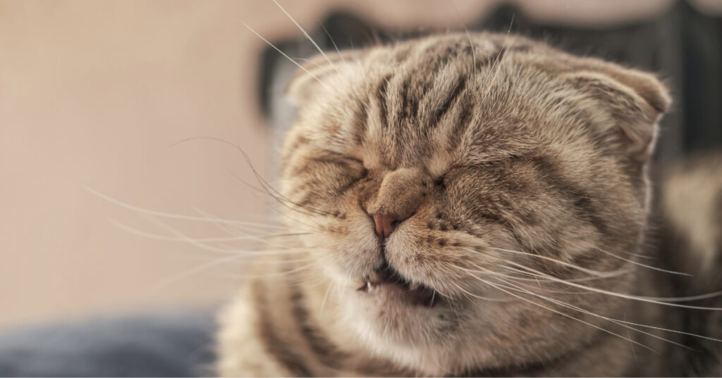 close up of cat about to sneeze at home