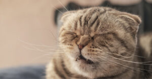 close up of cat about to sneeze at home