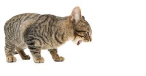 cat about to vomit on a white background