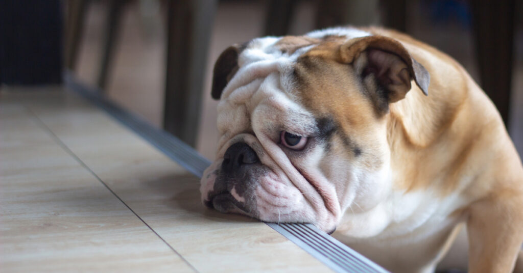 lethargic bulldog resting his head on the table at home