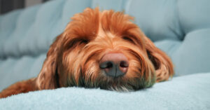 close up of a dog sleeping with its head resting on the arm of a couch